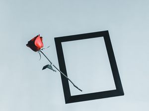 Preview wallpaper rose, flower, frame, hand, minimalism