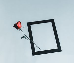 Preview wallpaper rose, flower, frame, hand, minimalism