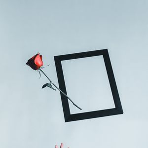 Preview wallpaper rose, flower, frame, hand, minimalism