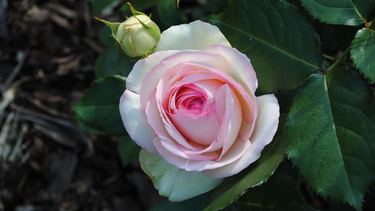 Wallpaper rose, flower, garden, bud