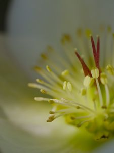 Preview wallpaper rose, flower, glare, macro