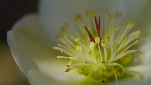Preview wallpaper rose, flower, glare, macro