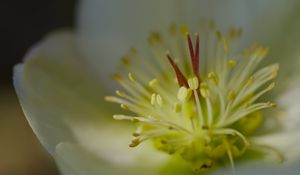 Preview wallpaper rose, flower, glare, macro