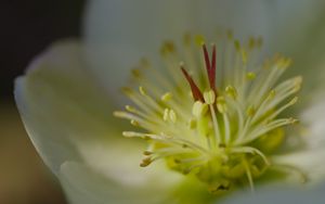 Preview wallpaper rose, flower, glare, macro