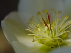 Preview wallpaper rose, flower, glare, macro