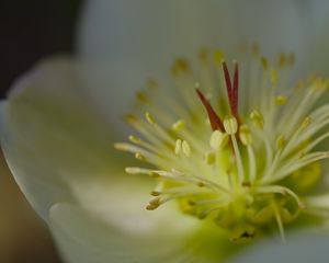 Preview wallpaper rose, flower, glare, macro