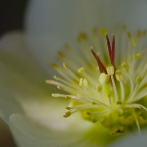 Preview wallpaper rose, flower, glare, macro