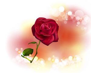 Preview wallpaper rose, flower, glare, light
