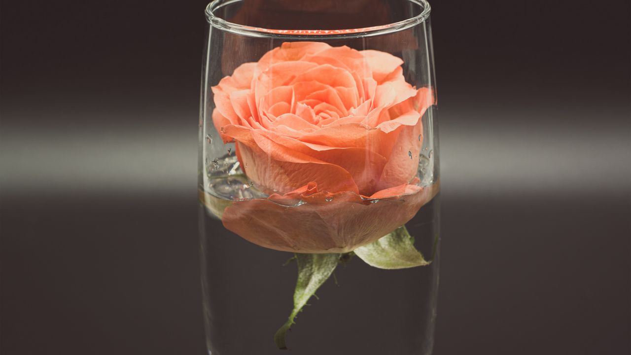 Wallpaper rose, flower, glass, water hd, picture, image