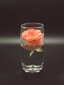 Preview wallpaper rose, flower, glass, water