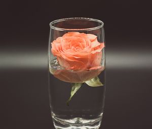 Preview wallpaper rose, flower, glass, water
