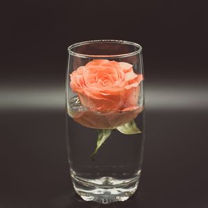 Preview wallpaper rose, flower, glass, water