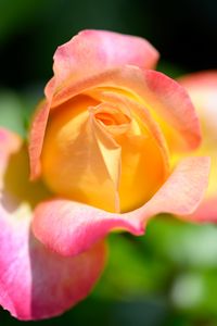 Preview wallpaper rose, flower, gradient, yellow