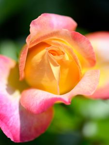 Preview wallpaper rose, flower, gradient, yellow