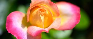 Preview wallpaper rose, flower, gradient, yellow