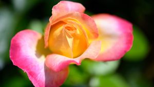 Preview wallpaper rose, flower, gradient, yellow