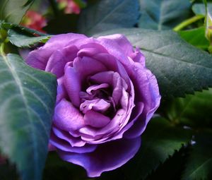 Preview wallpaper rose, flower, green, petals, close-up