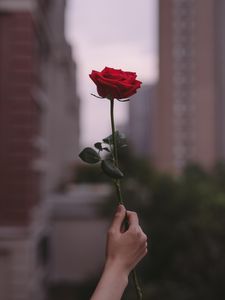 Preview wallpaper rose, flower, hand, focus