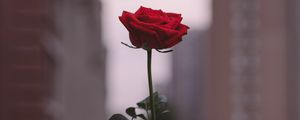 Preview wallpaper rose, flower, hand, focus