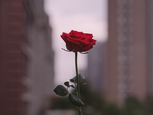 Preview wallpaper rose, flower, hand, focus