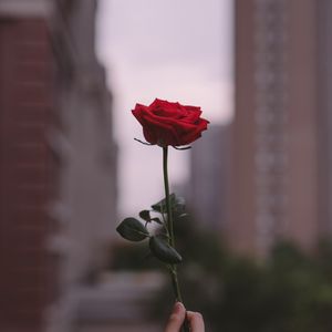 Preview wallpaper rose, flower, hand, focus