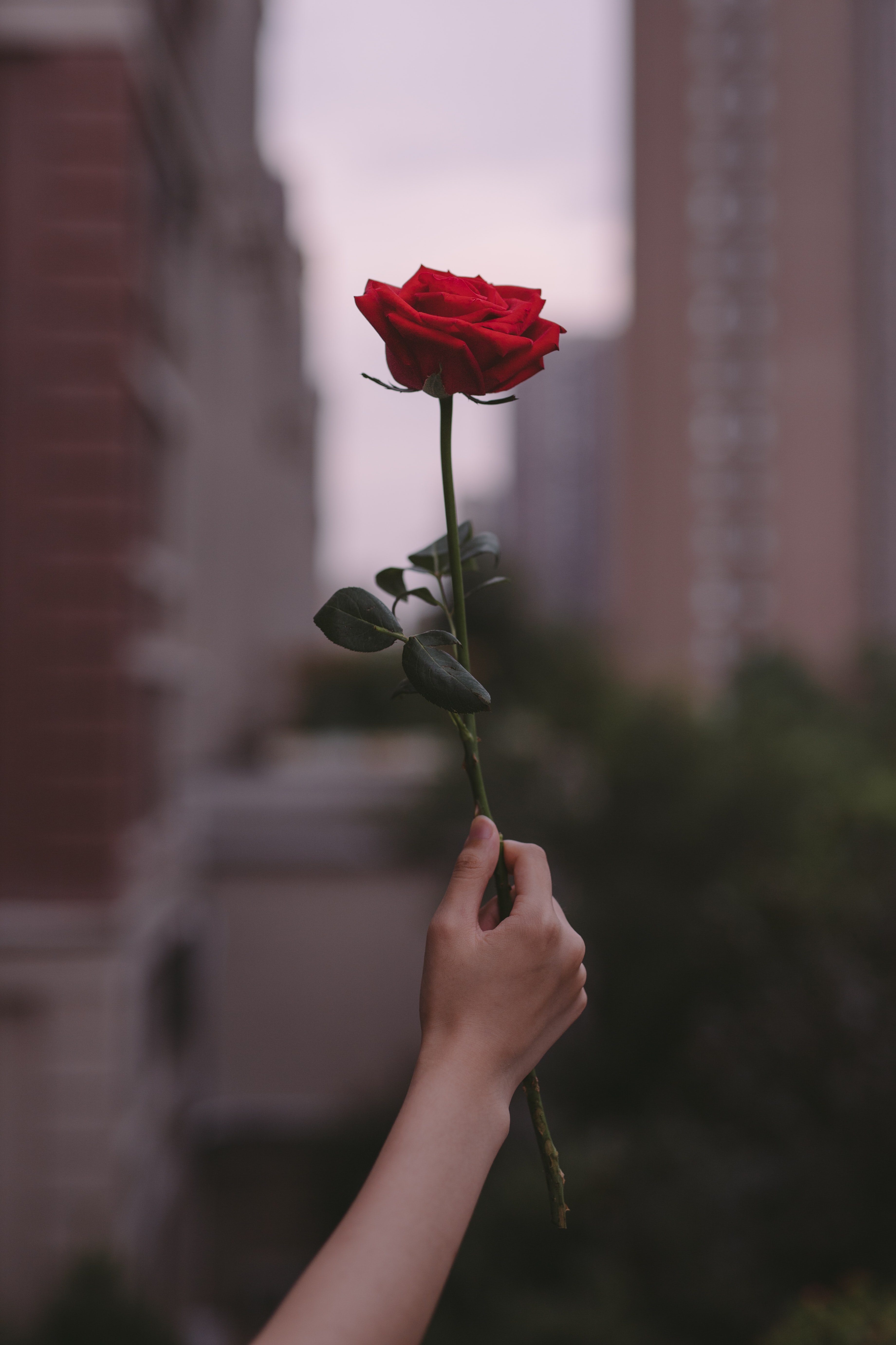Download wallpaper 3681x5522 rose, flower, hand, focus hd background