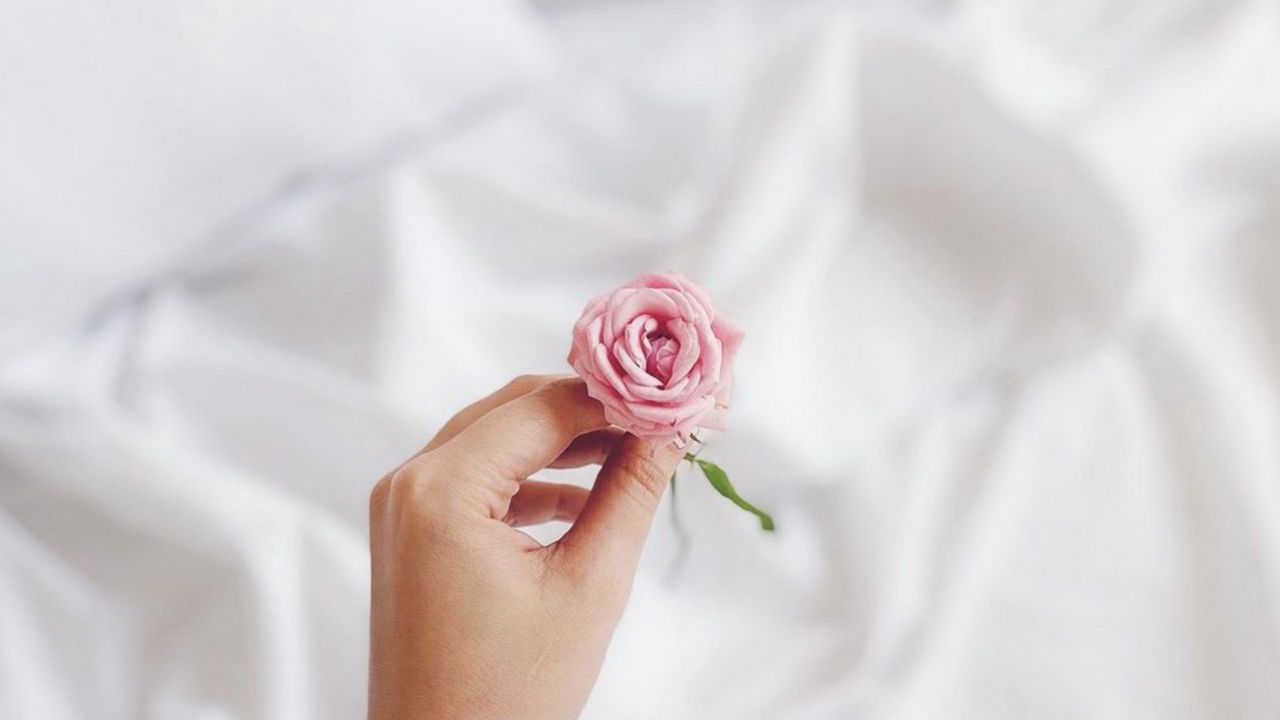 Wallpaper rose, flower, hand, white, pink