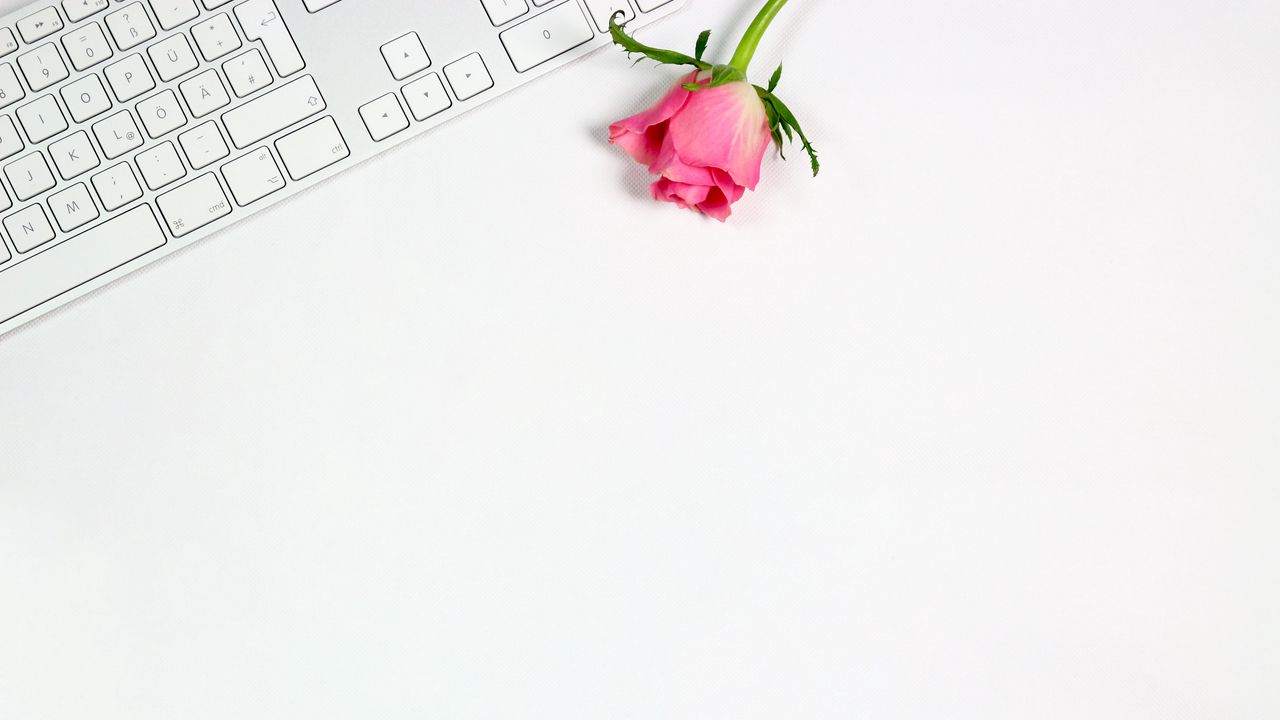 Wallpaper rose, flower, keyboard, pink, white, minimalism