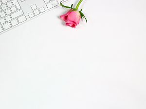 Preview wallpaper rose, flower, keyboard, pink, white, minimalism