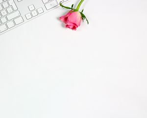 Preview wallpaper rose, flower, keyboard, pink, white, minimalism
