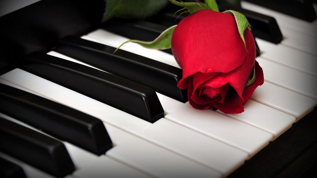 Wallpaper rose, flower, keys, piano