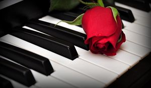 Preview wallpaper rose, flower, keys, piano