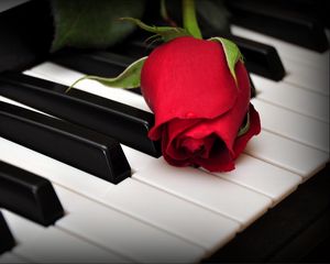 Preview wallpaper rose, flower, keys, piano