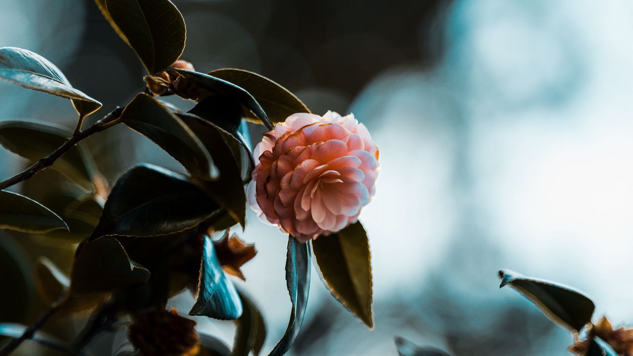 Wallpaper rose, flower, leaves, plant, macro