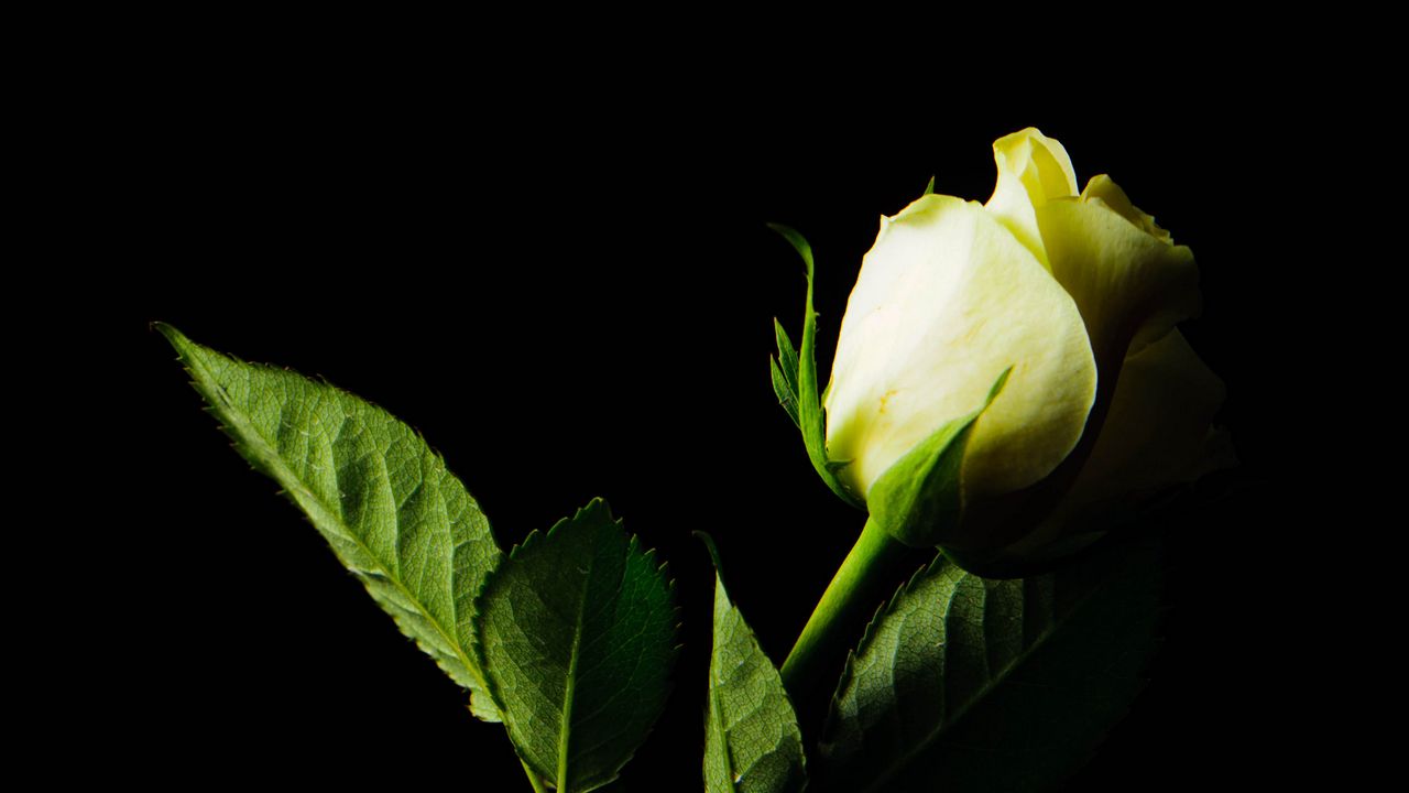Wallpaper rose, flower, leaves, darkness