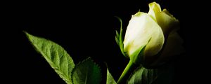 Preview wallpaper rose, flower, leaves, darkness