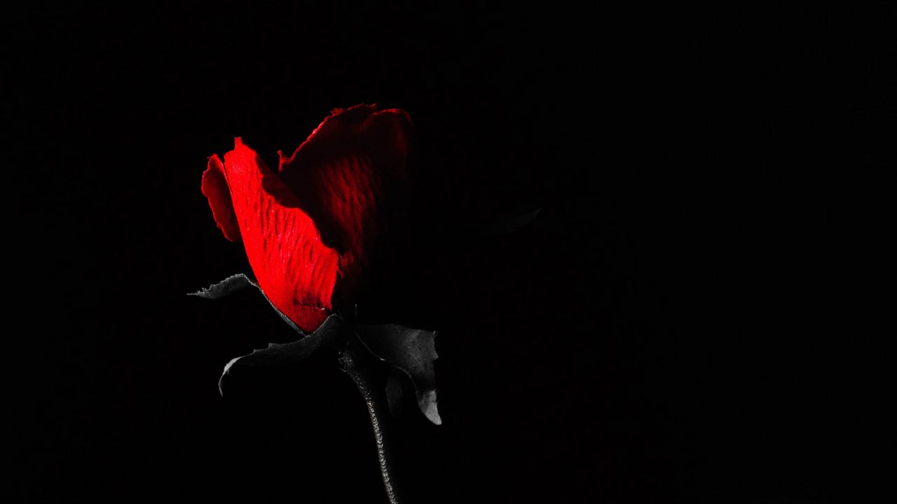 Wallpaper rose, flower, leaves, red, black