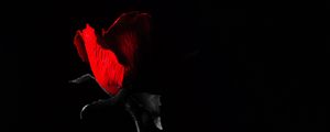 Preview wallpaper rose, flower, leaves, red, black