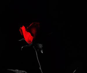 Preview wallpaper rose, flower, leaves, red, black