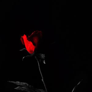 Preview wallpaper rose, flower, leaves, red, black