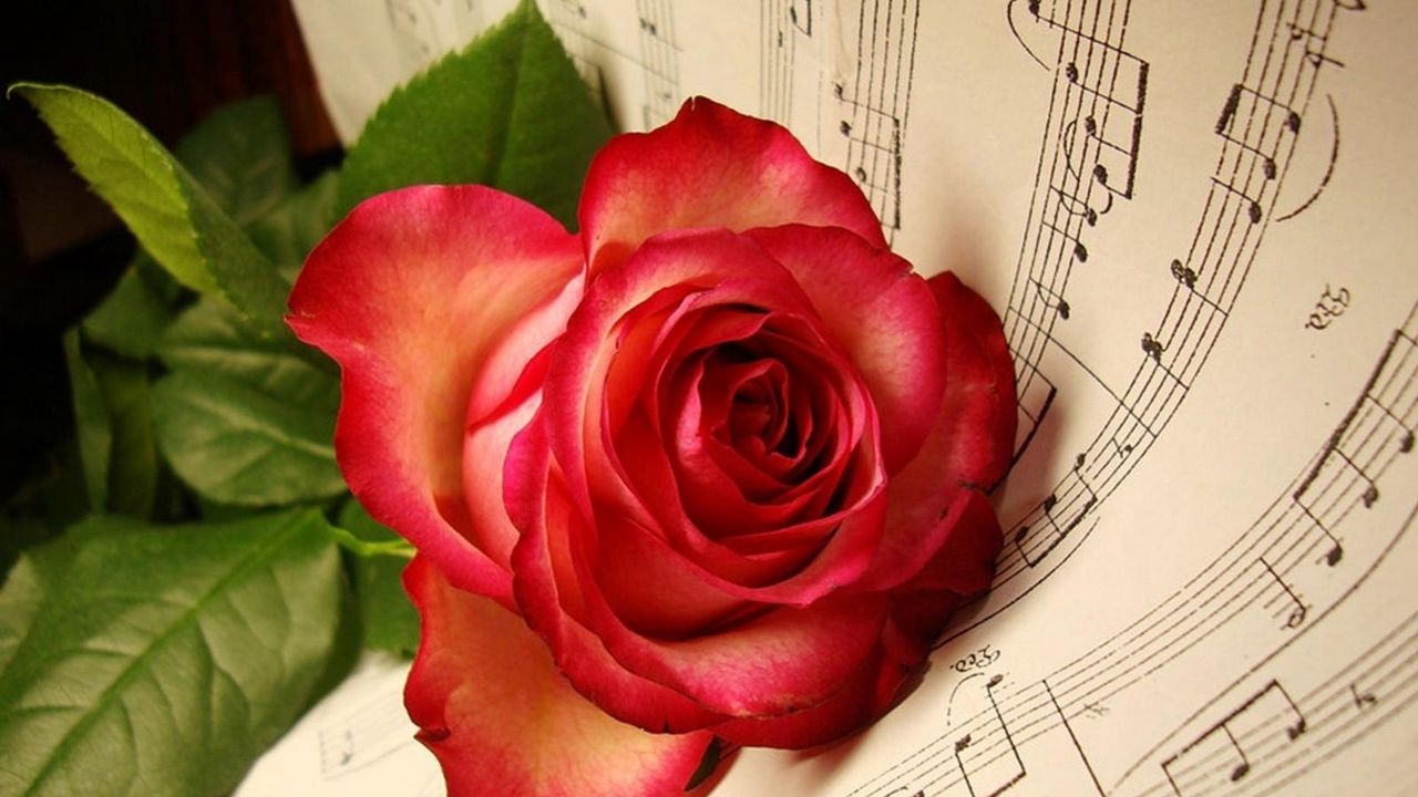 Wallpaper rose, flower, lies, music