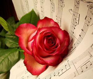 Preview wallpaper rose, flower, lies, music