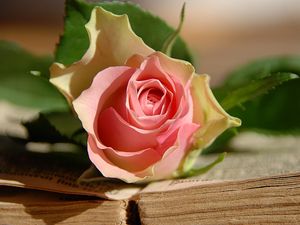 Preview wallpaper rose, flower, lies, book