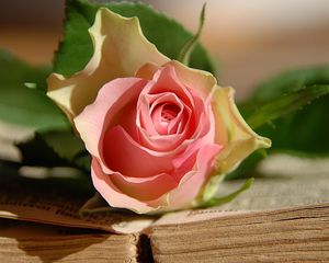 Preview wallpaper rose, flower, lies, book