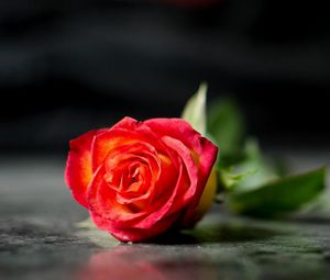 Preview wallpaper rose, flower, lies, loneliness, blurring
