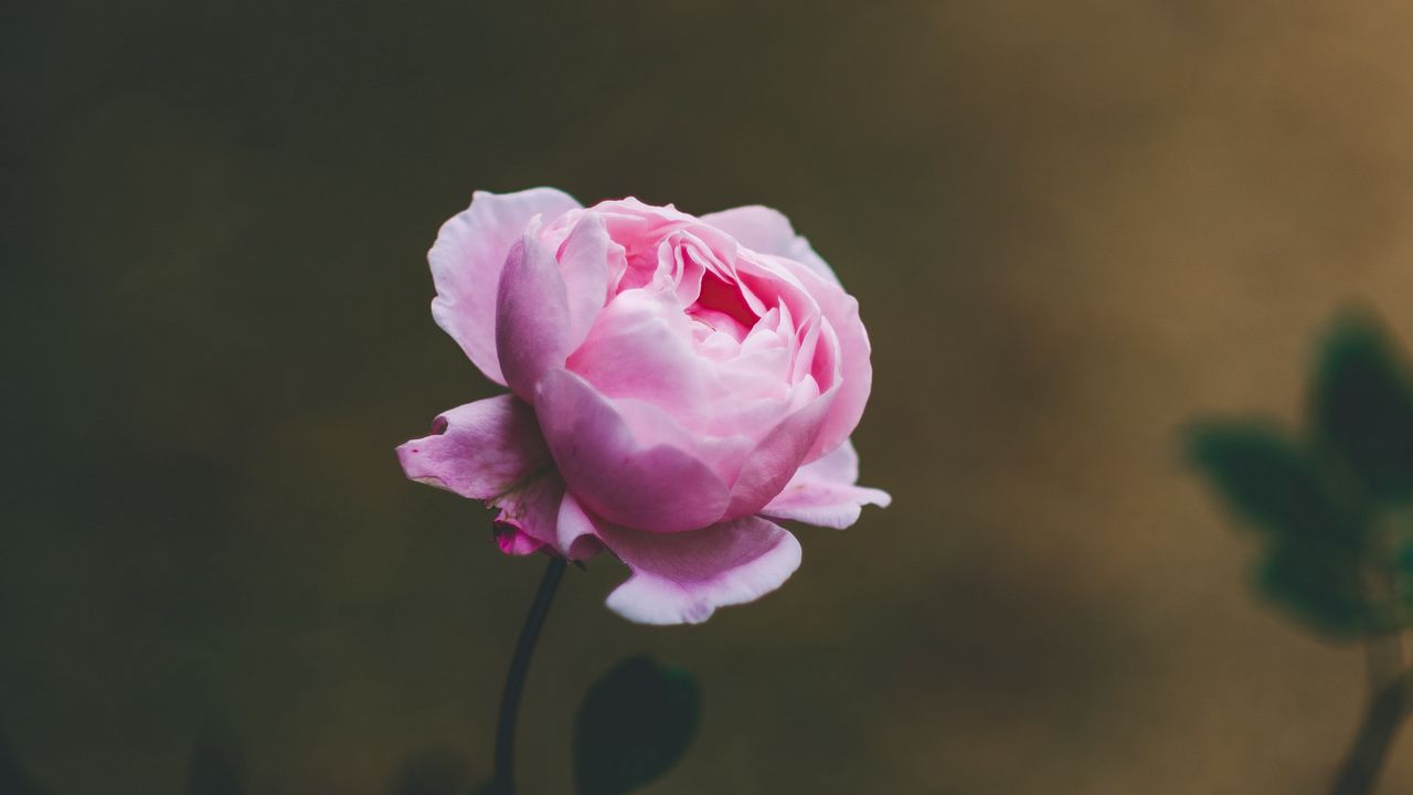 Wallpaper rose, flower, light pink, blooms, beautiful, gentle