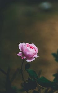 Preview wallpaper rose, flower, light pink, blooms, beautiful, gentle