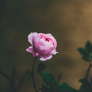 Preview wallpaper rose, flower, light pink, blooms, beautiful, gentle