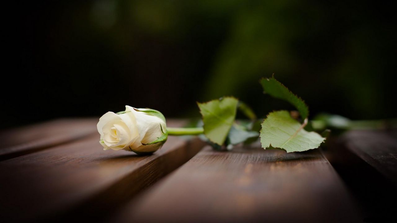 Wallpaper rose, flower, lying, snow-white, blur