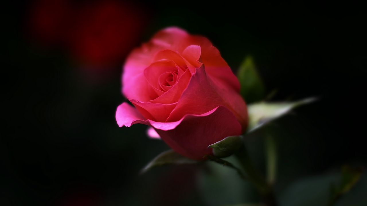 Wallpaper rose, flower, macro, bud